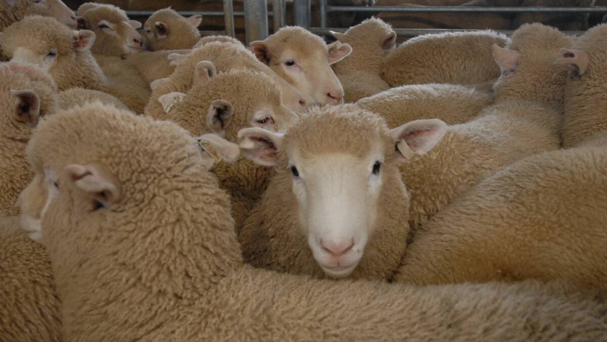 Sheep numbers jumped this sale with both lamb and mutton showing an increase. The usual buyers were present and competing in a cheaper market. File picture