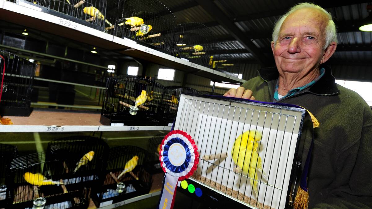 Dubbo's John Scoble displays his budgie that won the grand champion prize, and entries in the canary section, at the Orana Avicultural Society's annual show. Photo: LOUISE DONGES